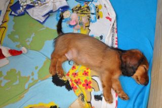 Jamnik d�ugow�osy